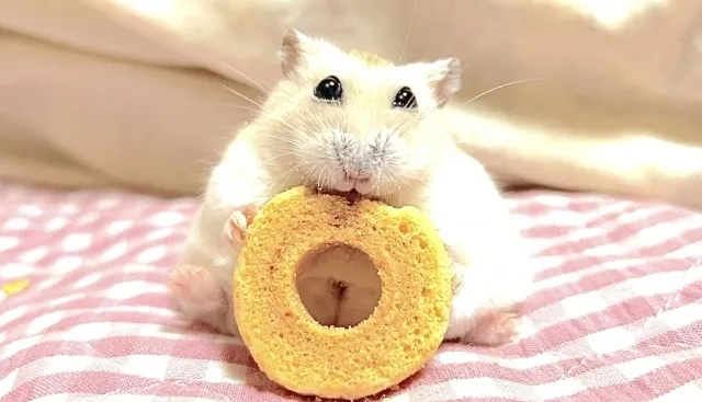 ペット火葬で大切なハムスターを静岡県富士宮市で安心して見送る方法